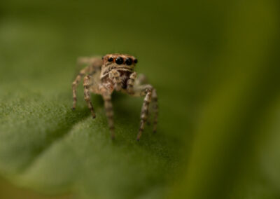 Creepers & Crawlers